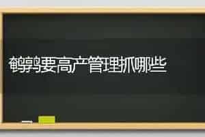 鹌鹑要高产管理抓哪些