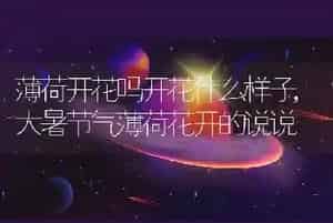 薄荷开花吗开花什么样子