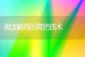 淘汰鹌鹑的育肥技术