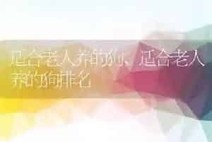 适合老人养的狗