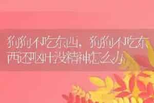 狗狗不吃东西