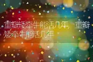 重瓣矮牵牛能活几年