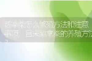 鹅掌柴怎么繁殖方法和注意事项