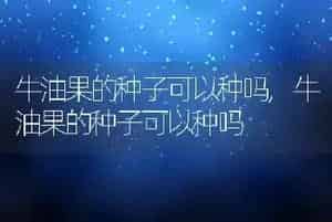 牛油果的种子可以种吗
