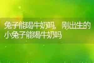 兔子能喝牛奶吗