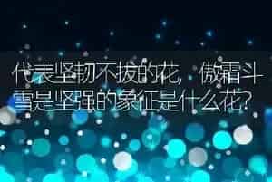 狗可以吃猫粮吗
