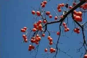 秋季种植柿子问题多，如何解决这些问题？