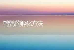 鹌鹑的孵化方法