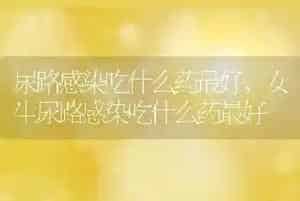 泰迪狗怎么养