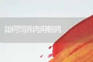 如何饲养肉用鹌鹑