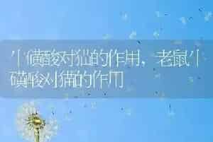 牛磺酸对猫的作用