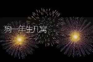 狗一年生几窝