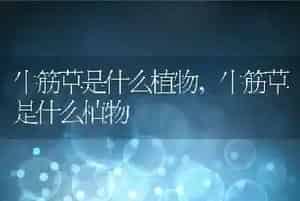 牛筋草是什么植物
