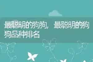 最聪明的狗狗