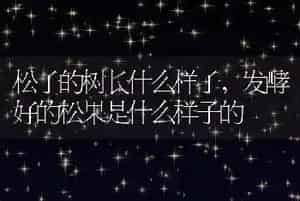 松子的树长什么样子