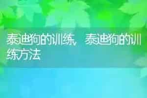 泰迪狗的训练