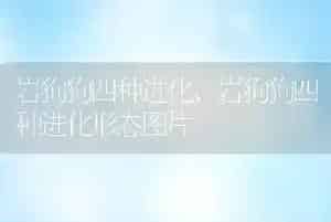 岩狗狗四种进化