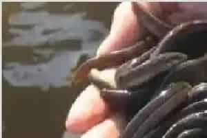 台湾泥鳅高密度养殖的水质调控与底质维护