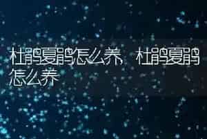 什么狗狗最好养