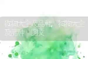 狗狗大全及品种