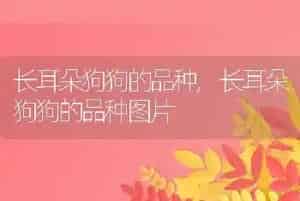 长耳朵狗狗的品种