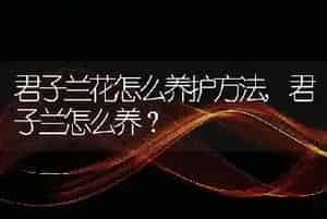 狗狗多久洗一次澡