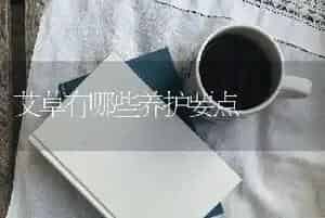 艾草有哪些养护要点
