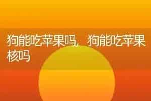 狗能吃苹果吗