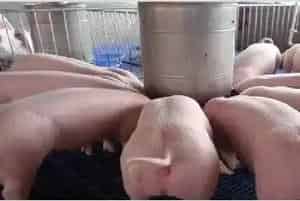 母猪初产管理技巧要点