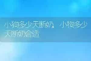 小狗多少天断奶