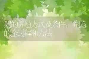 鹅的养殖方式及条件