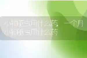 小狗驱虫用什么药