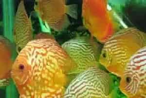 七彩神仙鱼水质要求(水的PH值范围一般为6.2-6.8)