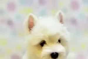 如何正确的饲养三个月左右的西高地犬(西高地)