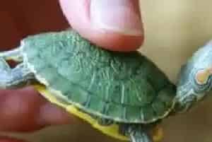 怎么分乌龟的种类(乌龟的种类大致分三种)