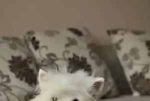 如何激发西高地血液里的凶猛性(西高地)