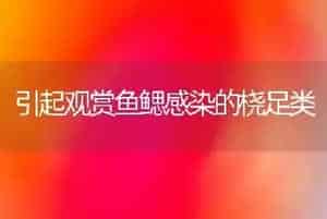 引起观赏鱼鳃感染的桡足类