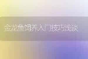 金龙鱼饲养入门技巧浅谈