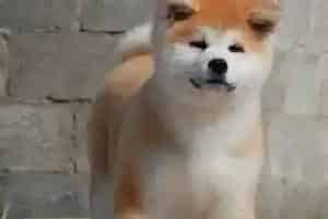 秋田犬呕吐拉稀不吃食物需要注射疫苗吗(秋田犬)