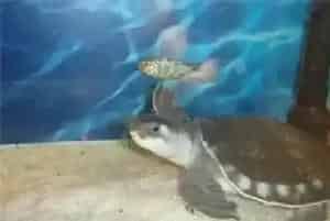 猪鼻龟吃面包虫吗(新手养猪鼻龟注意事项)