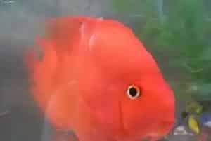 鹦鹉鱼繁殖方法(鹦鹉鱼繁殖要靠其它品种公鱼)
