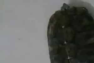 养什么乌龟招财(乌龟寓意吉祥招财纳财)