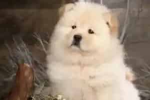 怎样训练松狮犬拒绝陌生人给的食物(松狮犬)