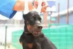带着杜宾犬外出散步最好不要喂它食物吃(杜宾犬)