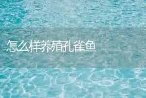 怎么样养殖孔雀鱼