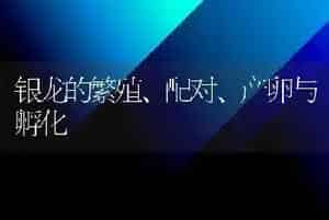 银龙的繁殖、配对、产卵与孵化
