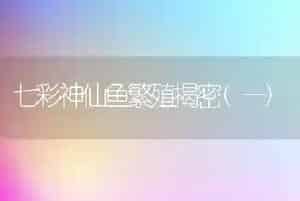 七彩神仙鱼繁殖揭密(一)