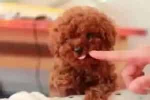 健康生活之喂养泰迪犬期间须谨慎哪些食物(泰迪犬)