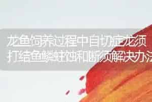 龙鱼饲养过程中自切症龙须打结鱼鳞蛀蚀和断须解决办法