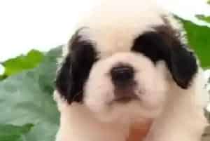怎么训练圣伯纳犬才能让它拒绝陌生人的食物(圣伯纳犬)